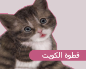 ������ ������� ���� ������