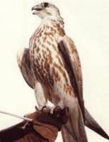 ������ ������� ��� �������